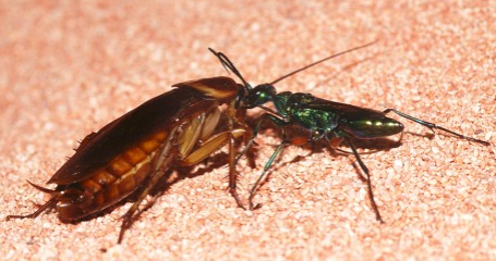 Jewel wasp leading a subdued cockroach